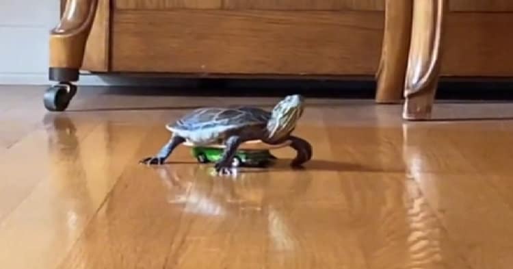 Turtle Drives Around On Hot Wheels While Owner Cleans His Pool