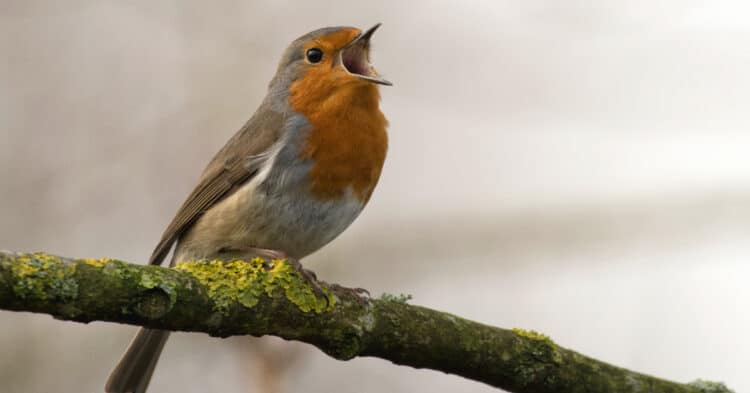 Study Warns Half Of All Birds Are Moving Toward Extinction