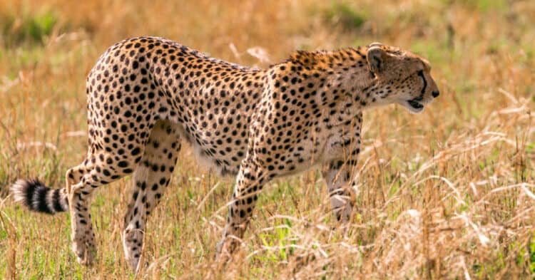 India Deploys Guard Dogs To Protect Newly-Introduced Cheetahs From Poachers