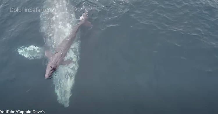 Gray Whale Giving Birth Captured on Video by Nearby Whale-Watching Group