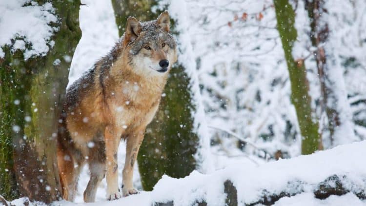 Switzerland's wolves get too close for comfort
