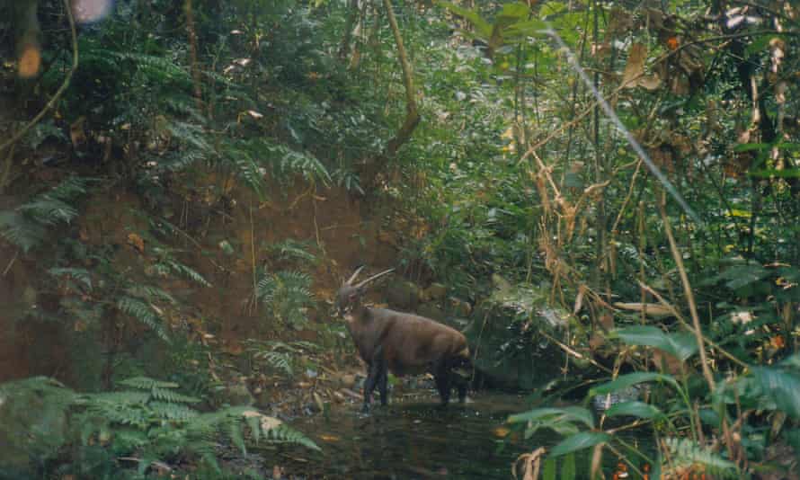 A saola photographed by a camera trap in Laos in 1999. Photograph: William Robichaud