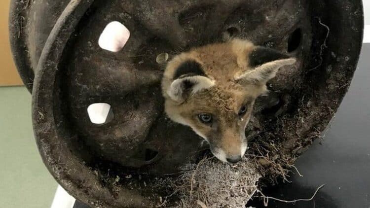 Five fox cubs rescued from old car wheels in a month in London