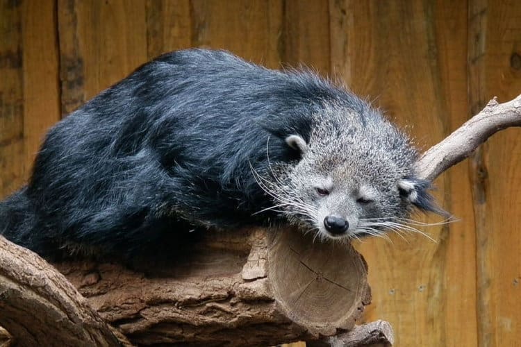 Enigmatic binturong photographed in Nepal for the first time