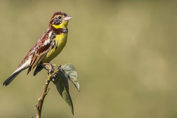 A yellow-breasted bunting seen in a farm in Nepal. Image by Mannshanta Ghimire/Wikimedia. CC by 4.0