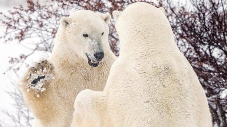 Canada’s polar bear population plummets – government report