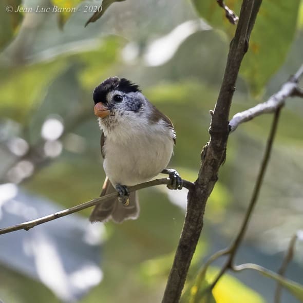 Black-headed Parrotbill Psittiparus margaritae