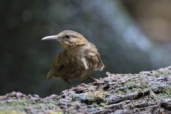 Indochinese Wren-babbler Rimator Danjoui