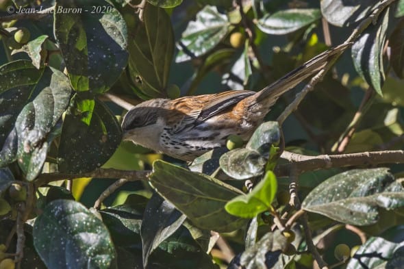 Grey-crowned Crocias Laniellus langbianis