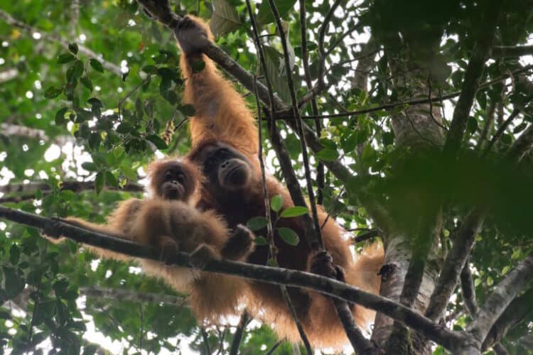 Tapanuli Orangutans found near YEL’s orangutan study camp in the Batang Toru forest. Image by Aditya Sumitra/Mighty Earth.