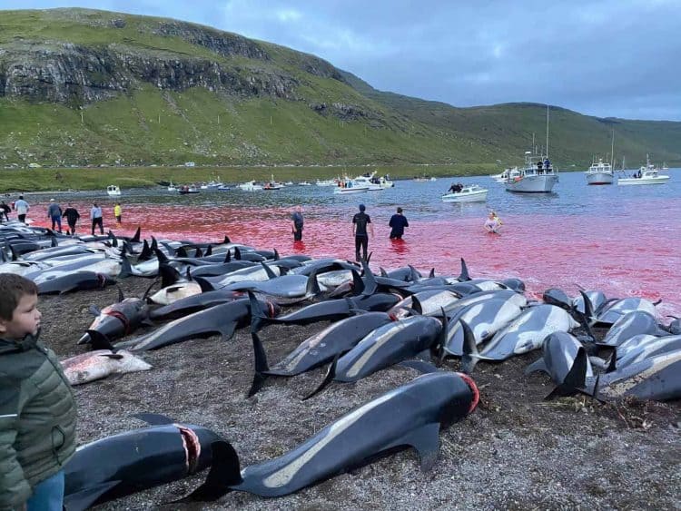 1428 Dolphins Slaughtered in the Faroe Islands Sunday Night
