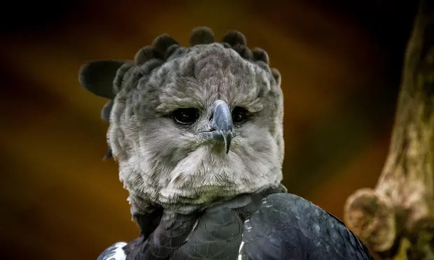 The South American harpy eagle is one of many species in decline, with numbers falling 50% in the past 60 years. Photograph: BirdLife