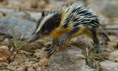 A lowland streaked tenrec. Tenrec are a diverse and unique group of mammals found only on Madagascar. Photograph: Chien C Lee/PA