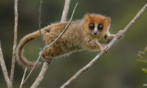A brown mouse lemur, Microcebus rufus, which is unique to Madagascar and threatened with extinction. Photograph: Chien C Lee