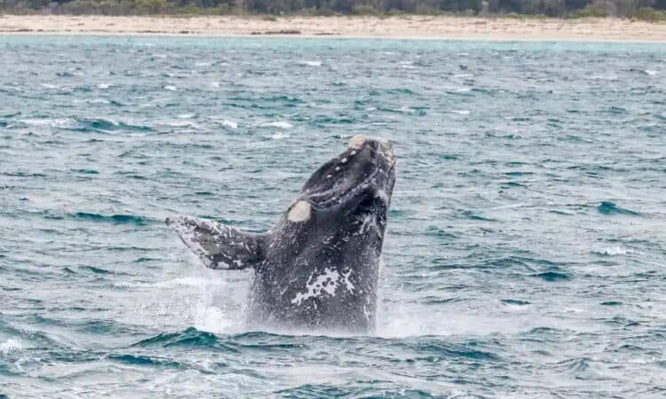 Scientists are using 30 years’ worth of images to see how whales numbers off south-west Western Australia have changed over time. Photograph: Pia Markovic/Edith Cowan University