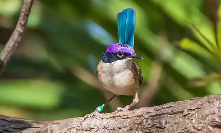 A male purple-crowned fairy wren. Research has shown that rising heat is damaging the endangered birds’ DNA. Photograph: Laurent Lermusiaux/AWC