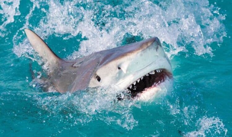 Vicious eight-foot tiger shark kills a snorkeller and threatens Caribbean islanders
