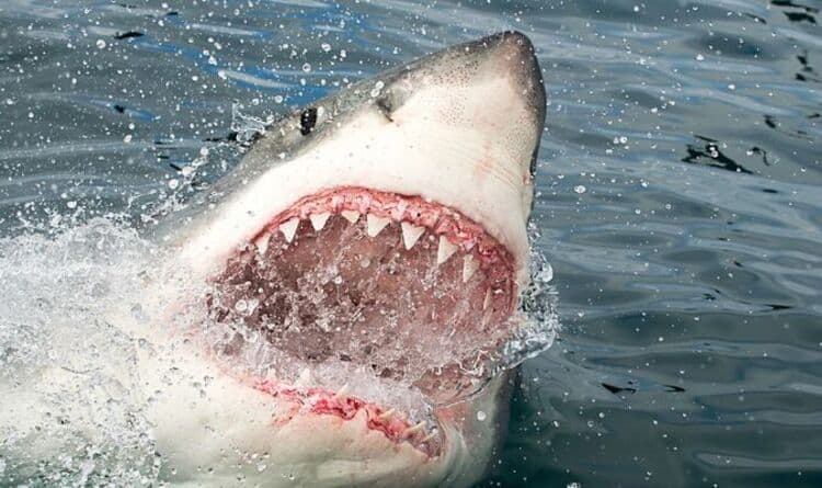 Great white shark mauls man in fatal shark attack with clearly visible bites