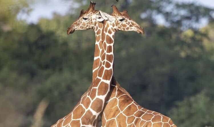 Neck and neck...giraffes (Image: Steve Reigate)
