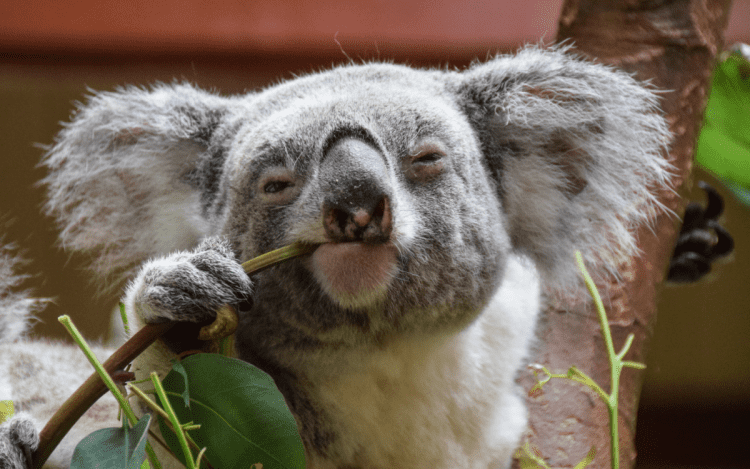 Dave the koala goes home after treatment for a fractured pelvis