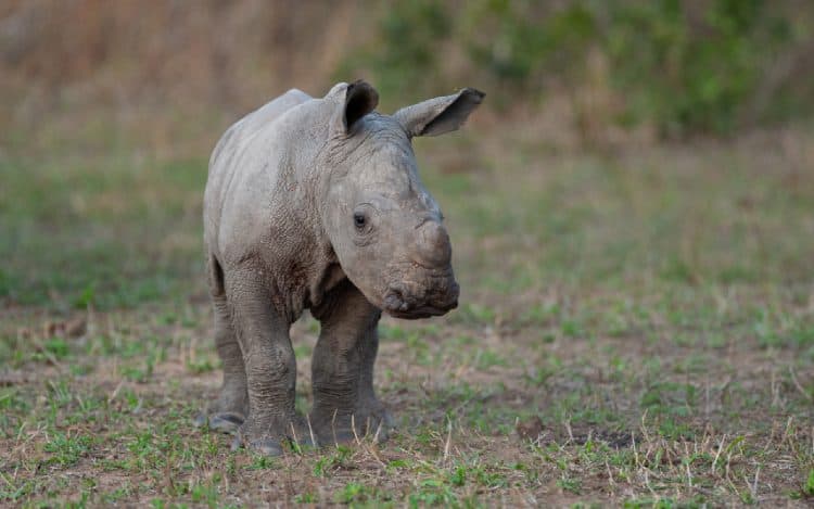 Abandoned baby rhino recovers after befriending zebra foal