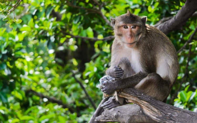 All 3 lab monkeys found and killed after fleeing US road crash