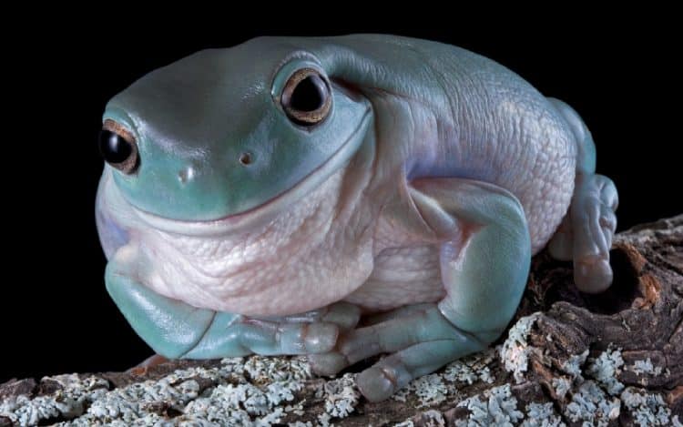 A video of an overweight tree frog has gone viral, highlighting the cruelty in the reptile pet trade