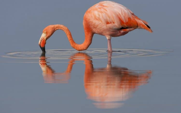 Florida’s flamingos make a comeback despite pollution caused by agriculture runoff
