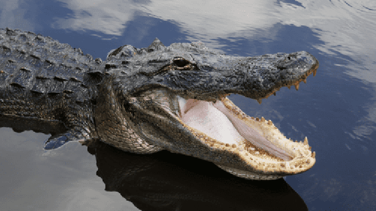 1623060899-man-s-head-ends-up-in-mouth-of-an-alligator-during-megalodon-tooth-hunt-m