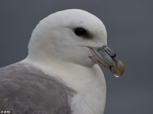 Related to the massive albatross, the fulmar is a gull-like, tubenosed seabird that nests on rocky cliff edges. Pictured is a northern fulmar (file photo)