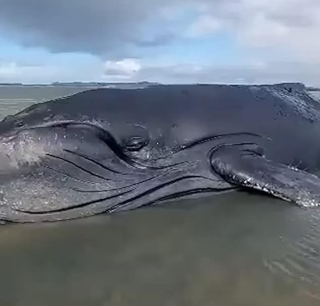 Footage taken by amazed onlookers shows how tears seemingly stream down the stranded humpback's face as if it knows it is close to death