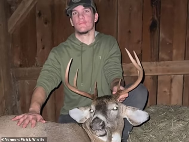 Activists are calling for Logan Bogie, 21, to be charged under animal cruelty laws after footage emerged of him prolonging the suffering of the deer (pictured) which he maimed with a crossbow