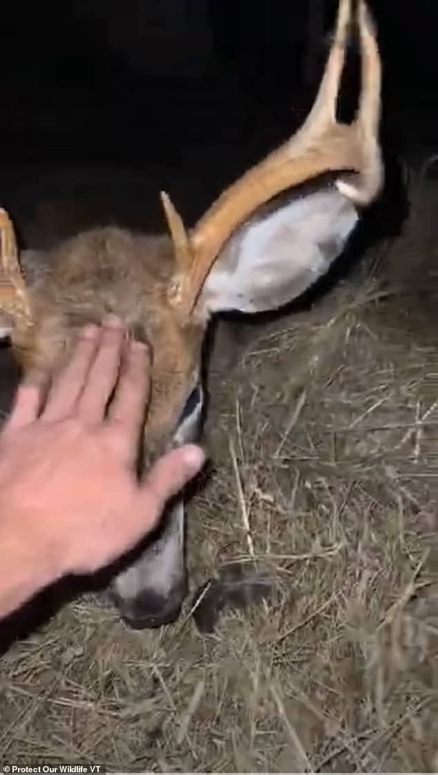 In video taken by Bogie he can be seen petting the wounded deer and calling it a 'good boy'