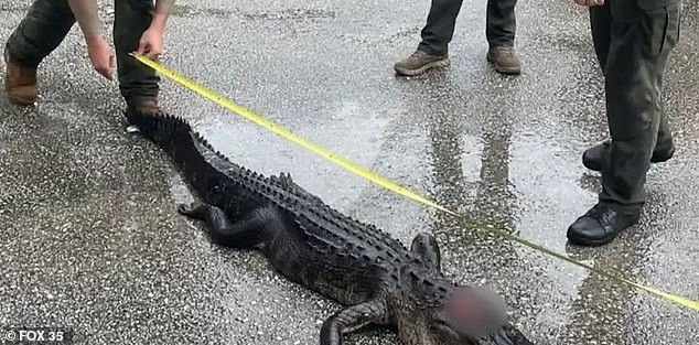 A nuisance alligator trapper also responded to the scene and removed the 9-foot-long alligator from the waters