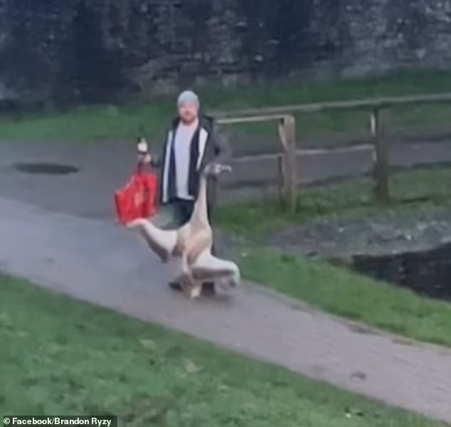 Photos and video shared on Facebook shows the man carrying the swan in one hand and what appears to be a bottle in another