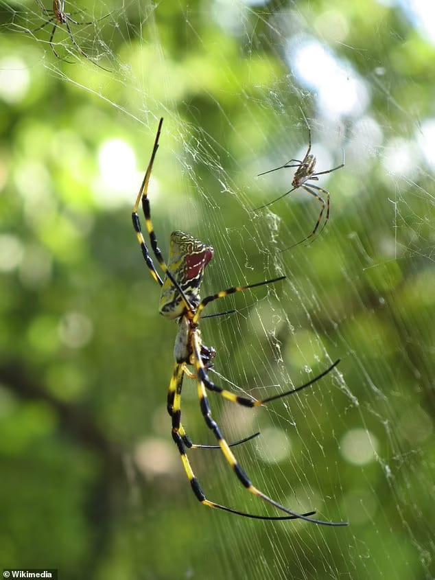 A venomous 8-inch-long spider native to Asia, whose palm-sized females cannibalize their male mates, is flying up America's east coast and even spreading out west