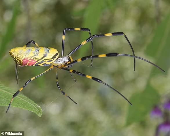 The researchers hope their estimates — based on captured spiders and climate comparisons with North American regions and the Jorō's home habitats in Japan, China, Korea and Taiwan — will spur action to protect domestic spider species