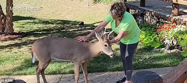 Bucky the deer won the hearts of Hutchinson residents but was sadly euthanized after officials decided the animal had become too tame