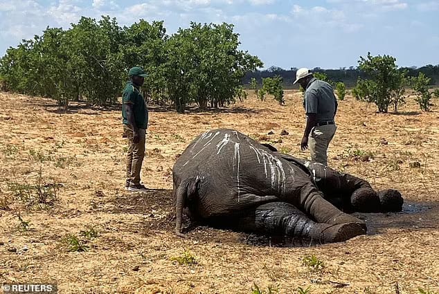 Officials inspect the carcass of an elephant in Hwange National Park on December 7