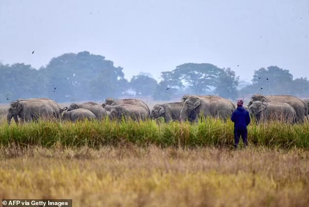 Hwange is home to around 45,000 elephants, which each need as much as 200L water a day