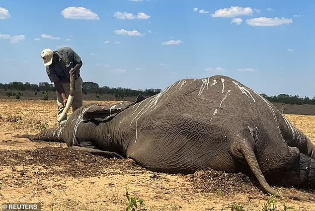 Elephants have been among the first victims of a drought expected to last until next March