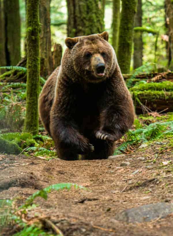 ‘I thought it would inflict some serious damage so I threw my bike at it’ … a grizzly bear. Photograph: Reuben Krabbe/Ascent Xmedia/Getty Images