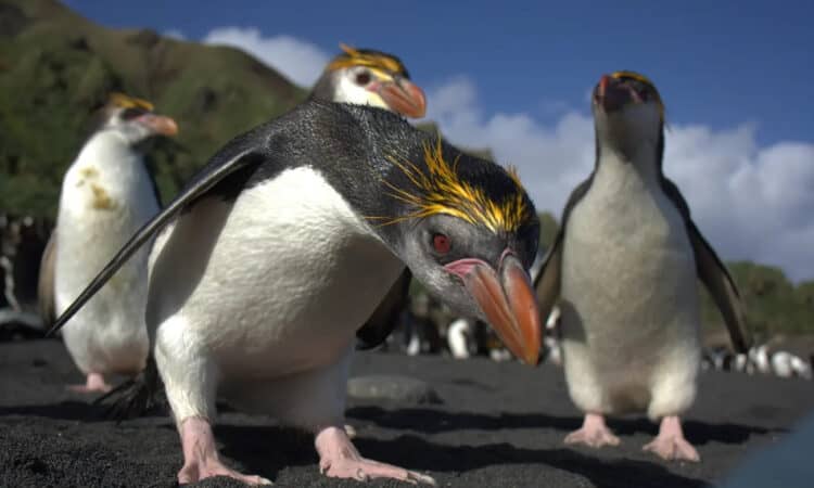 Royal penguins on Macquarie Island. Photograph: Melissa Houghton
