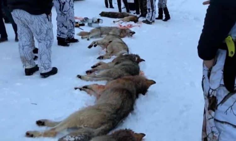 In violation of EU nature protection legislation, Norway is allowing hunters to shoot wolves in a conservation zone