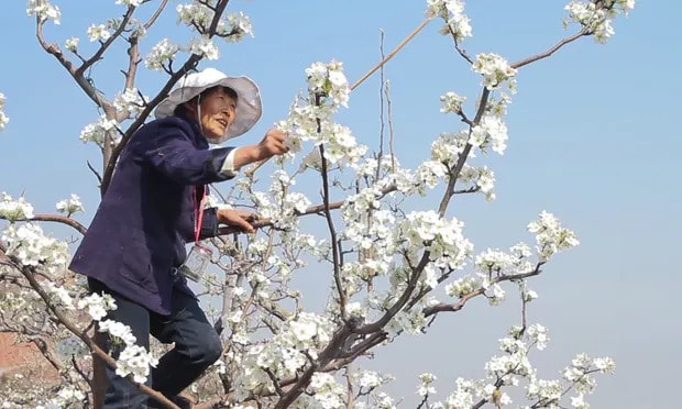 Earth: Muted review – bees go missing in China despatch from the eco-apocalypse file
