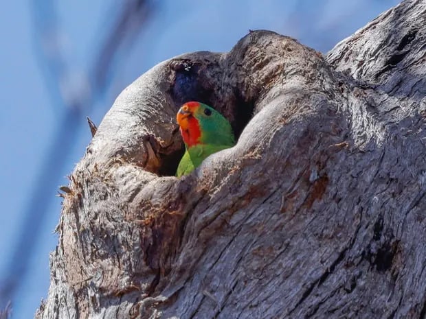 The swift parrot recovery plan will be ‘absolutely useless’ and lead to the bird’s extinction if it does not address logging, an ecologist says. Photograph: Rob Blakers