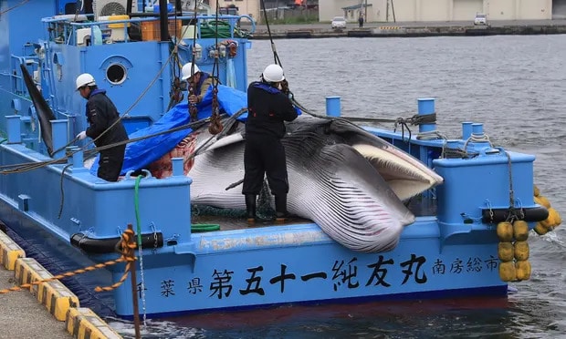 Countries push to undermine ban on commercial whaling