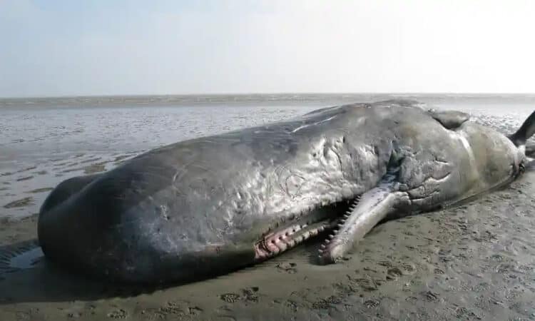 A sperm whale stranded on Pegwell Bay, Kent, in September 2019. Photograph: ZSL/UK CSIP/PA