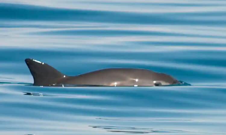 Vaquita porpoise could survive … but only if illegal fishing stops immediately
