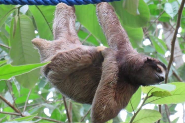 sloths crossing a rope bridge installed as part of the Connecting Gardens initiative by the Sloth Conservation Foundation.